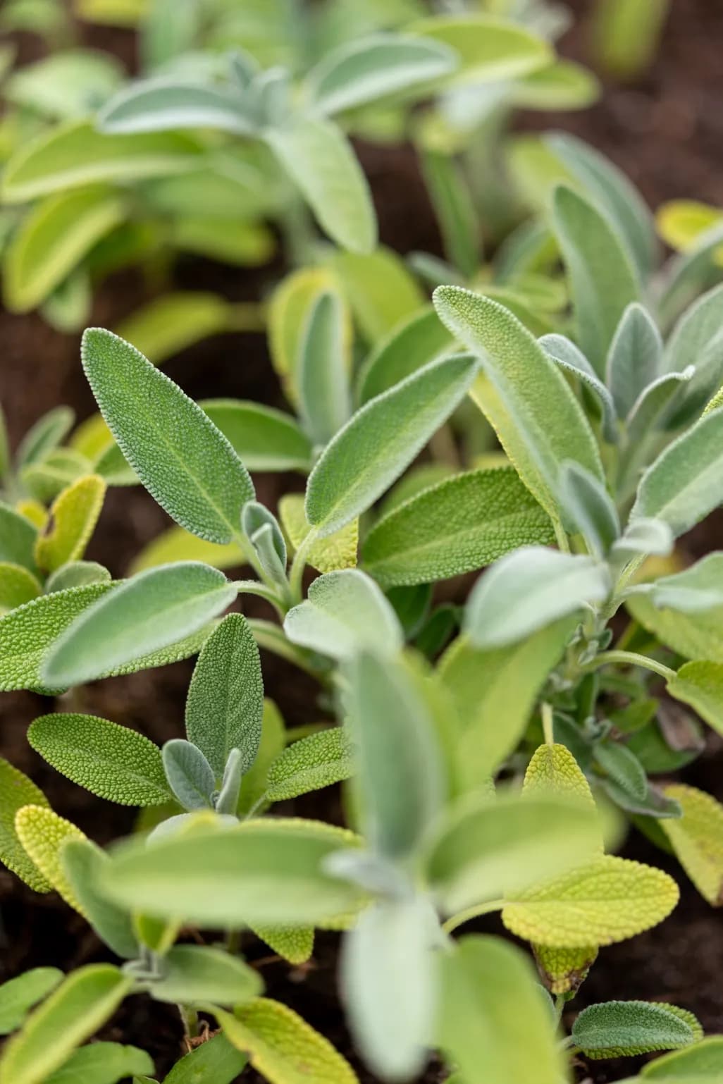 Infusion de Sauge 03